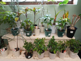 観葉植物３月の紹介