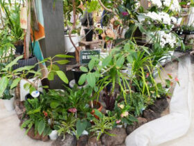 観葉植物３月の紹介