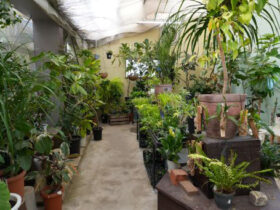 観葉植物３月の紹介