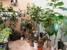 観葉植物３月の紹介