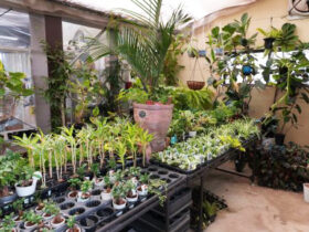 観葉植物３月の紹介