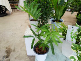 観葉植物５月の紹介