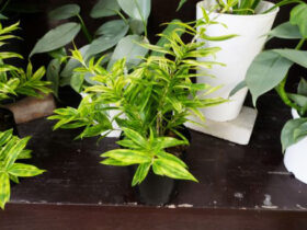 観葉植物５月の紹介