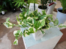 観葉植物５月の紹介
