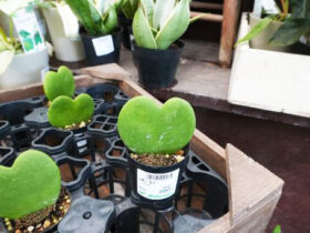 観葉植物５月の紹介