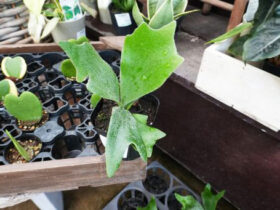 観葉植物５月の紹介