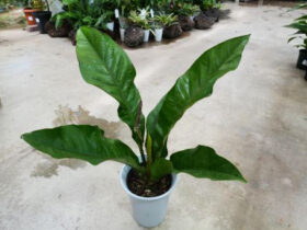 観葉植物５月の紹介