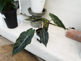 観葉植物５月の紹介