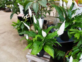 観葉植物５月の紹介