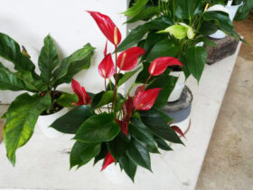 観葉植物５月の紹介