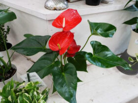 観葉植物５月の紹介