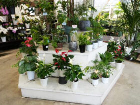 観葉植物５月の紹介