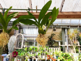 観葉植物５月の紹介