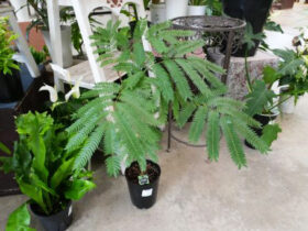 観葉植物５月の紹介
