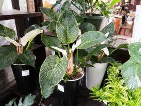 観葉植物５月の紹介