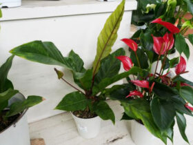 観葉植物５月の紹介