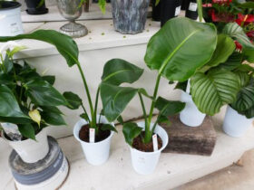 観葉植物５月の紹介