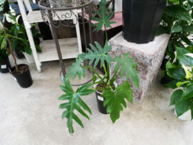 観葉植物５月の紹介