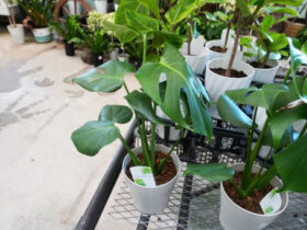 観葉植物５月の紹介