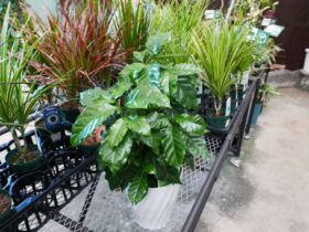 観葉植物５月の紹介