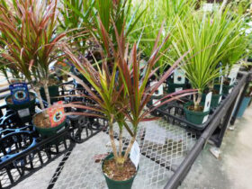観葉植物５月の紹介