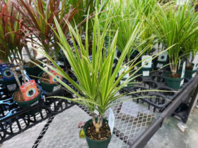 観葉植物５月の紹介