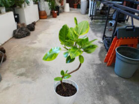 観葉植物５月の紹介