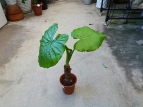 観葉植物５月の紹介