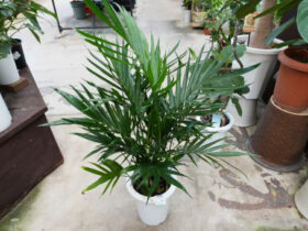 観葉植物５月の紹介