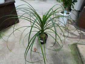 観葉植物５月の紹介