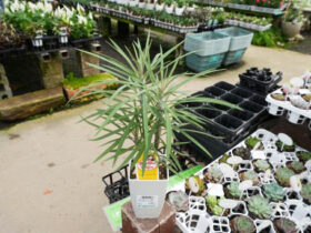 観葉植物５月の紹介