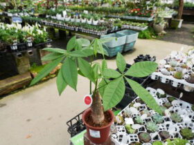 観葉植物５月の紹介