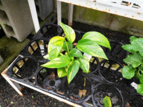 観葉植物５月の紹介