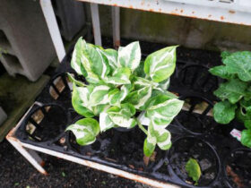 観葉植物５月の紹介