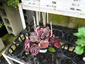 観葉植物５月の紹介