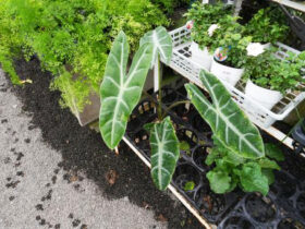 観葉植物５月の紹介