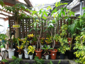 観葉植物５月の紹介