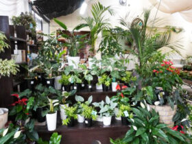 観葉植物５月の紹介