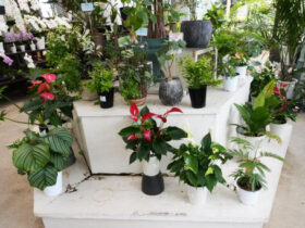 観葉植物５月の紹介