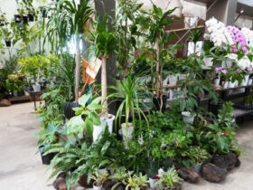 観葉植物５月の紹介
