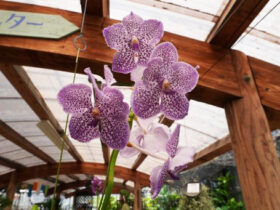 観葉植物６月の紹介