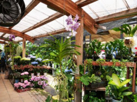 観葉植物６月の紹介