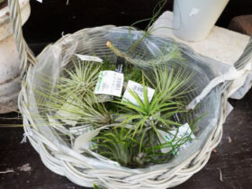 観葉植物６月の紹介