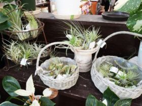観葉植物６月の紹介