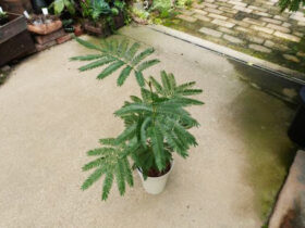観葉植物６月の紹介