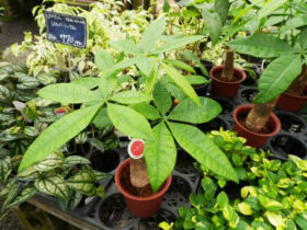観葉植物６月の紹介