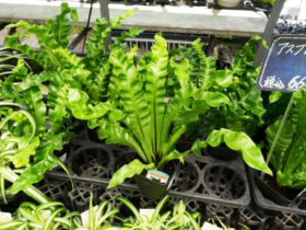 観葉植物６月の紹介