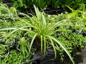 観葉植物６月の紹介