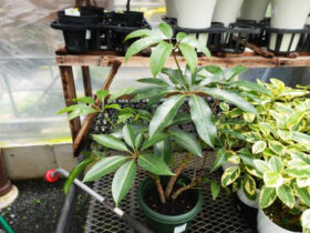 観葉植物６月の紹介