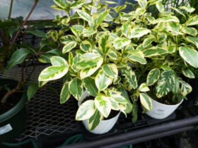 観葉植物６月の紹介